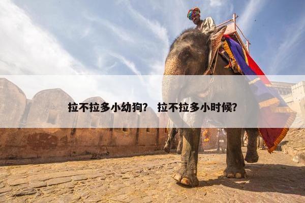 拉不拉多小幼狗？ 拉不拉多小时候？