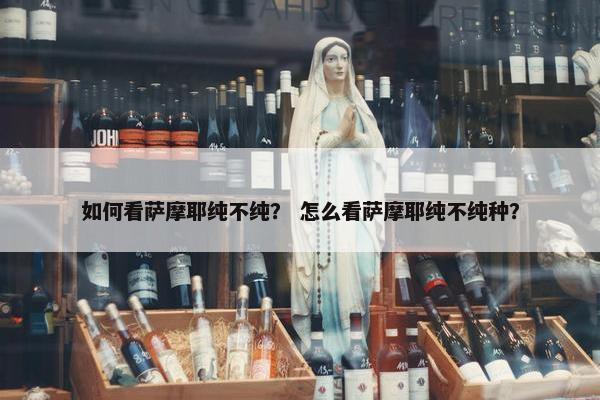 如何看萨摩耶纯不纯？ 怎么看萨摩耶纯不纯种？