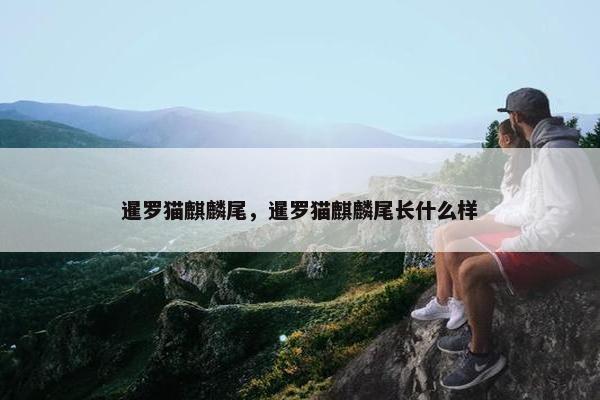 暹罗猫麒麟尾，暹罗猫麒麟尾长什么样