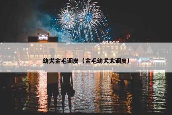 幼犬金毛调皮（金毛幼犬太调皮）