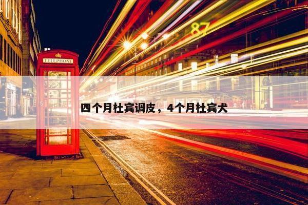 四个月杜宾调皮，4个月杜宾犬