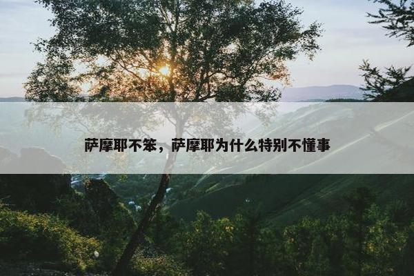 萨摩耶不笨，萨摩耶为什么特别不懂事