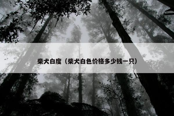 柴犬白度（柴犬白色价格多少钱一只）