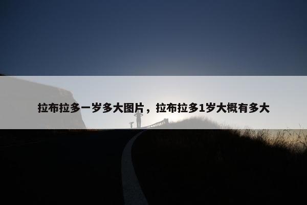 拉布拉多一岁多大图片，拉布拉多1岁大概有多大