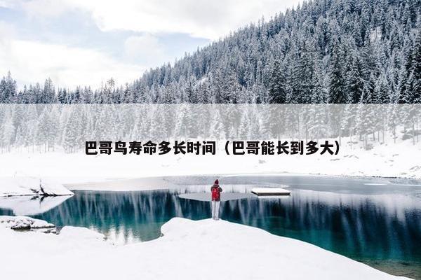 巴哥鸟寿命多长时间（巴哥能长到多大）