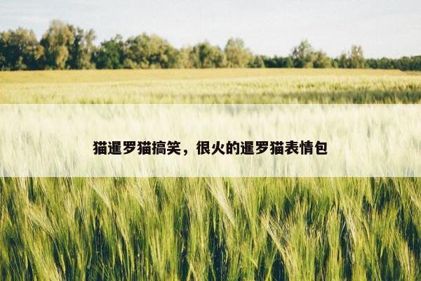 猫暹罗猫搞笑，很火的暹罗猫表情包