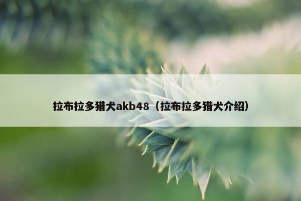 拉布拉多猎犬akb48（拉布拉多猎犬介绍）