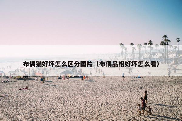 布偶猫好坏怎么区分图片（布偶品相好坏怎么看）