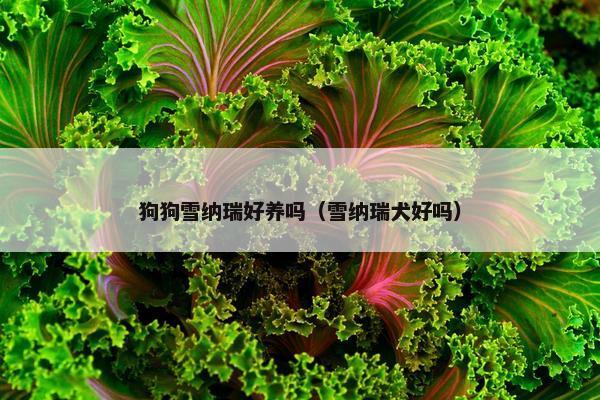 狗狗雪纳瑞好养吗（雪纳瑞犬好吗）