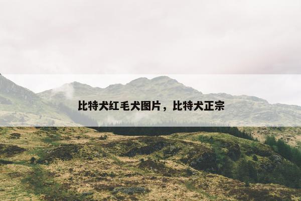 比特犬红毛犬图片，比特犬正宗