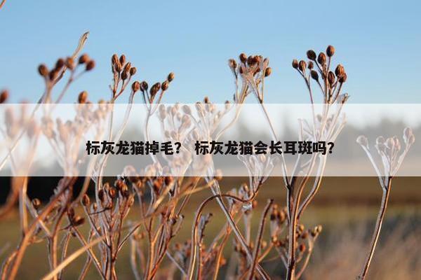 标灰龙猫掉毛？ 标灰龙猫会长耳斑吗？