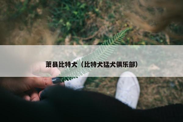 萧县比特犬（比特犬猛犬俱乐部）