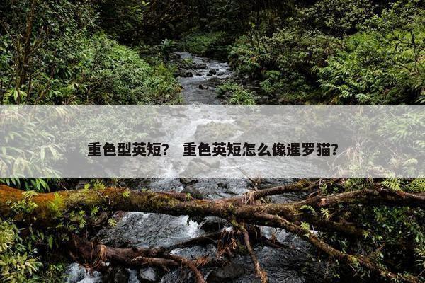 重色型英短？ 重色英短怎么像暹罗猫？