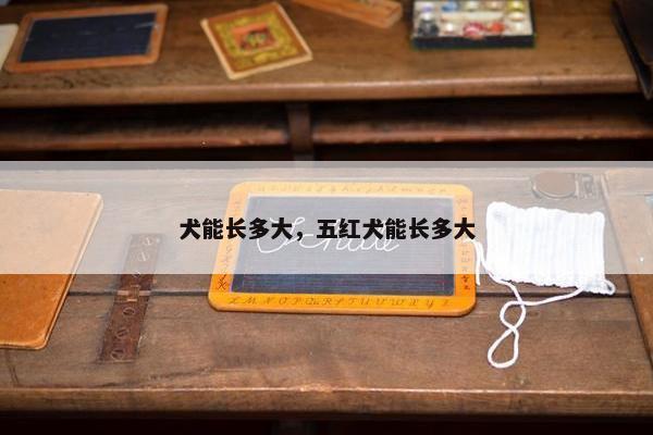 犬能长多大，五红犬能长多大