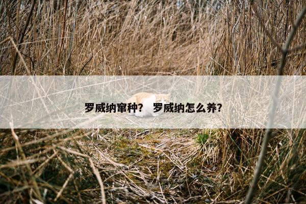 罗威纳窜种？ 罗威纳怎么养？
