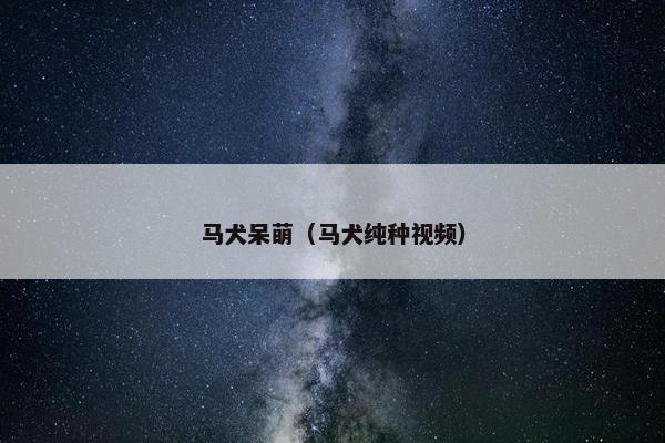 马犬呆萌（马犬纯种视频）