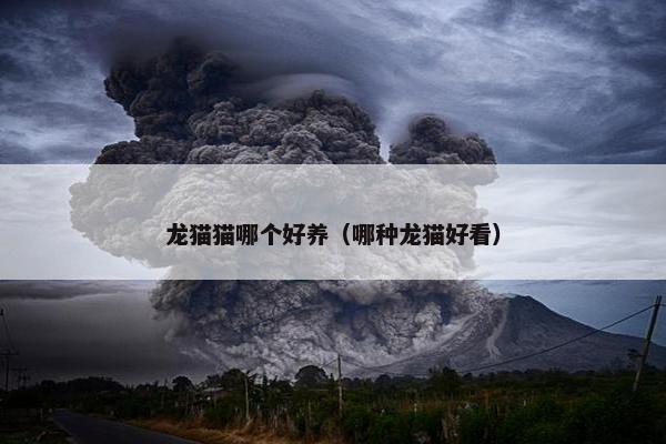 龙猫猫哪个好养（哪种龙猫好看）