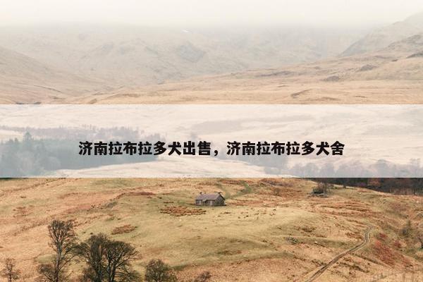 济南拉布拉多犬出售，济南拉布拉多犬舍
