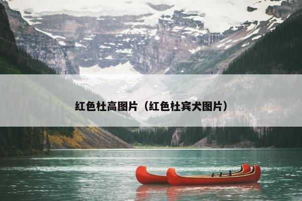 红色杜高图片（红色杜宾犬图片）