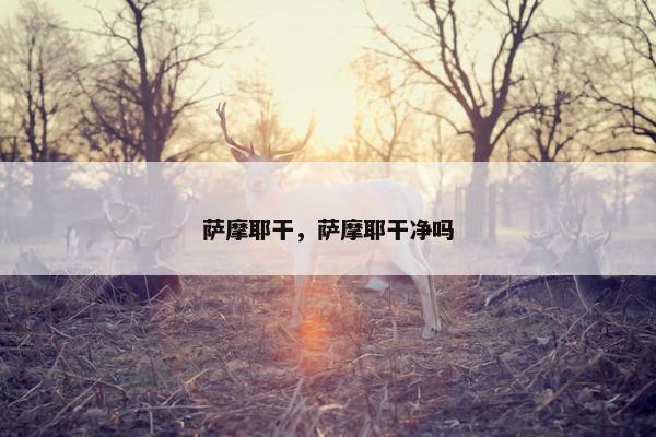 萨摩耶干，萨摩耶干净吗