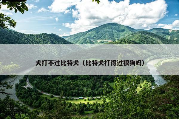 犬打不过比特犬（比特犬打得过狼狗吗）