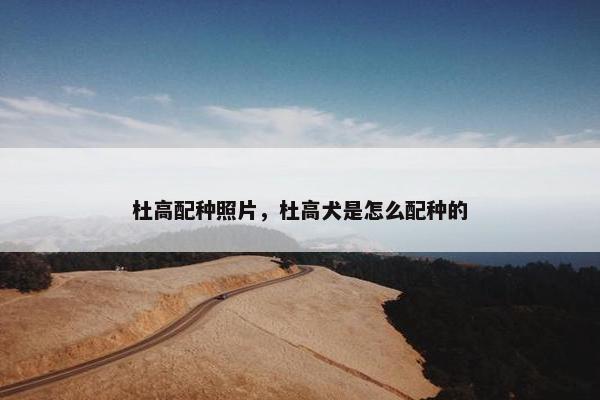 杜高配种照片，杜高犬是怎么配种的