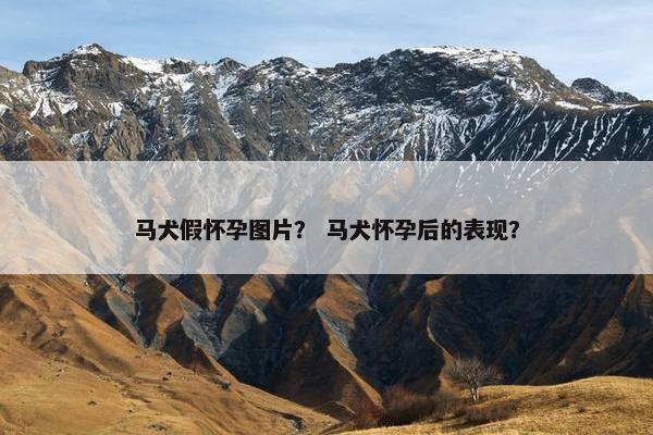 马犬假怀孕图片？ 马犬怀孕后的表现？
