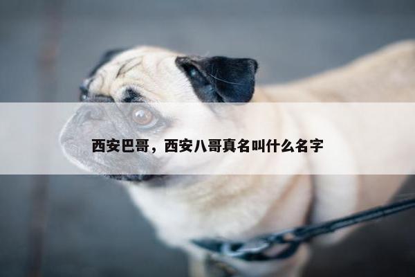 西安巴哥，西安八哥真名叫什么名字