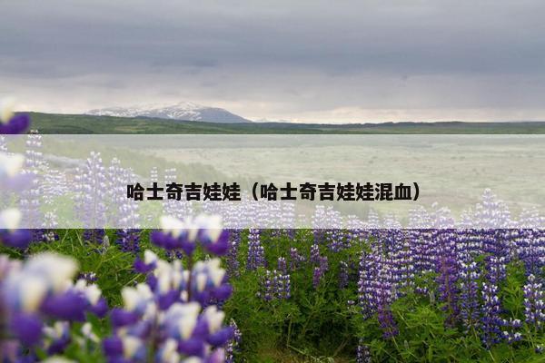 哈士奇吉娃娃（哈士奇吉娃娃混血）