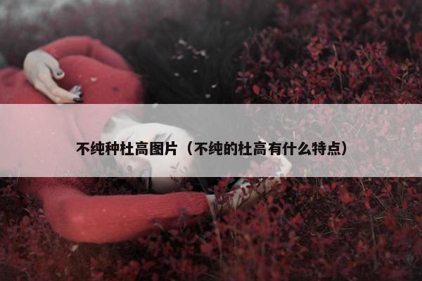 不纯种杜高图片（不纯的杜高有什么特点）
