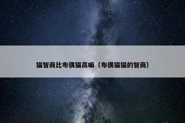 猫智商比布偶猫高嘛（布偶猫猫的智商）