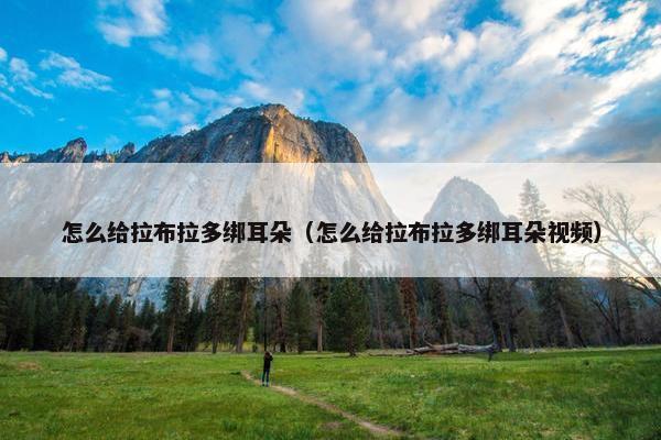 怎么给拉布拉多绑耳朵（怎么给拉布拉多绑耳朵视频）