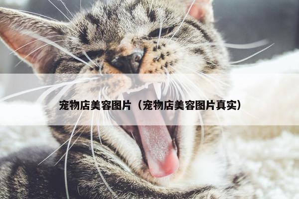 宠物店美容图片（宠物店美容图片真实）