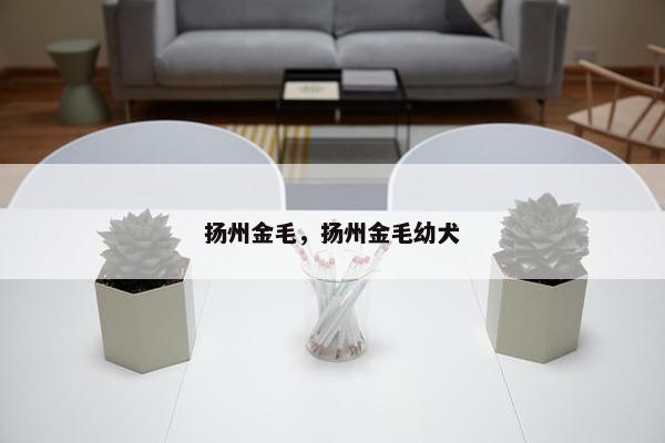扬州金毛，扬州金毛幼犬