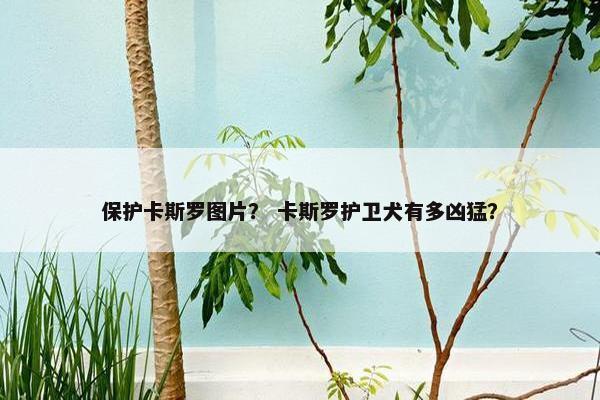 保护卡斯罗图片？ 卡斯罗护卫犬有多凶猛？