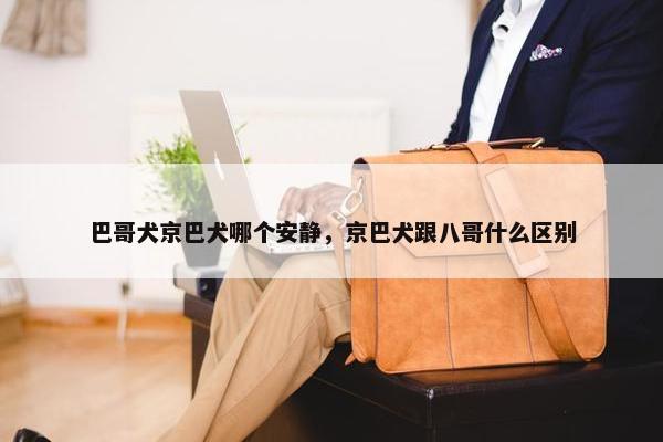 巴哥犬京巴犬哪个安静，京巴犬跟八哥什么区别