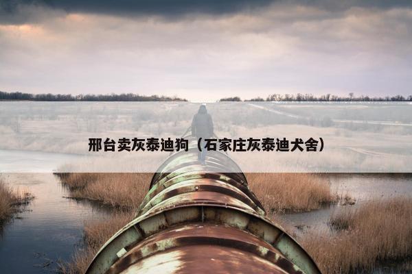 邢台卖灰泰迪狗（石家庄灰泰迪犬舍）