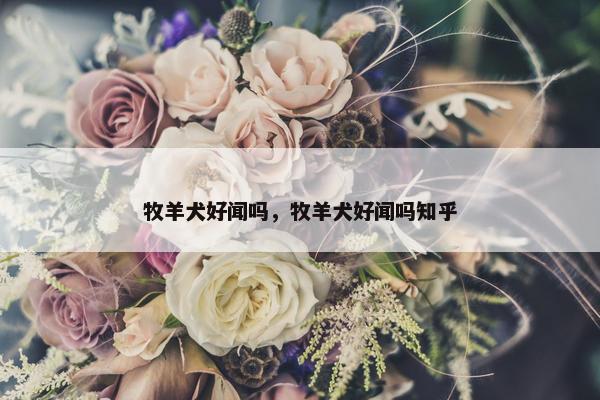 牧羊犬好闻吗，牧羊犬好闻吗知乎