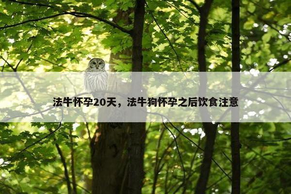 法牛怀孕20天，法牛狗怀孕之后饮食注意