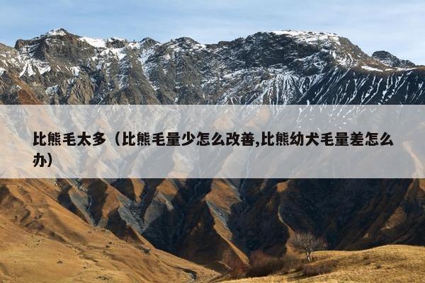 比熊毛太多（比熊毛量少怎么改善,比熊幼犬毛量差怎么办）