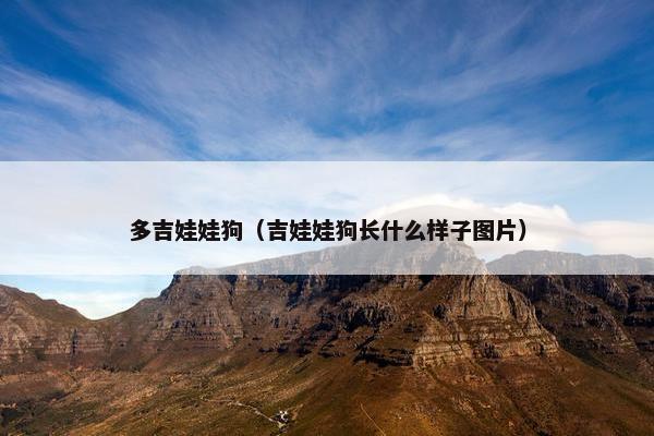 多吉娃娃狗（吉娃娃狗长什么样子图片）