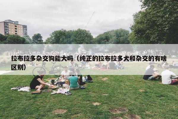 拉布拉多杂交狗能大吗（纯正的拉布拉多犬和杂交的有啥区别）