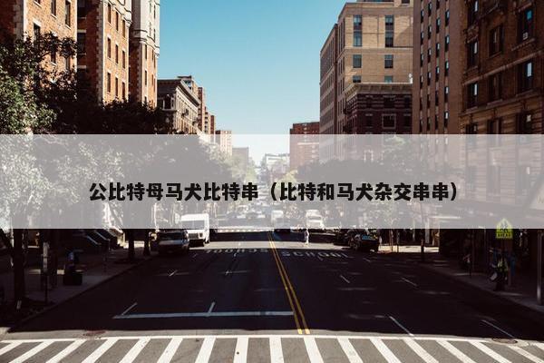 公比特母马犬比特串（比特和马犬杂交串串）