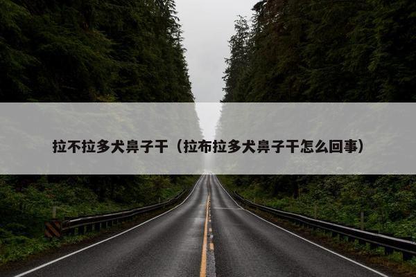 拉不拉多犬鼻子干（拉布拉多犬鼻子干怎么回事）