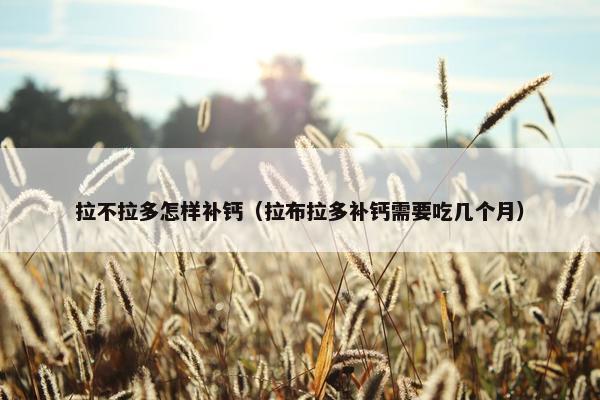 拉不拉多怎样补钙（拉布拉多补钙需要吃几个月）
