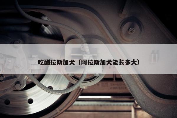 吃醋拉斯加犬（阿拉斯加犬能长多大）