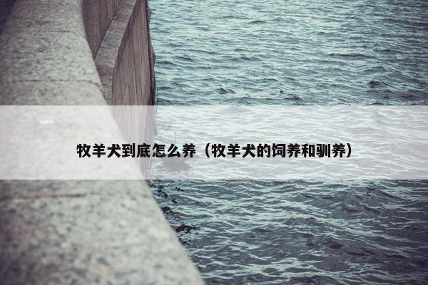 牧羊犬到底怎么养（牧羊犬的饲养和驯养）