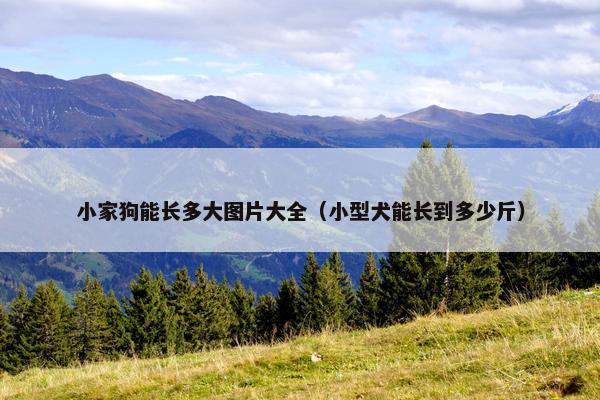 小家狗能长多大图片大全（小型犬能长到多少斤）