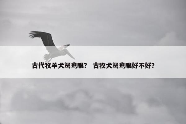 古代牧羊犬鸳鸯眼？ 古牧犬鸳鸯眼好不好？