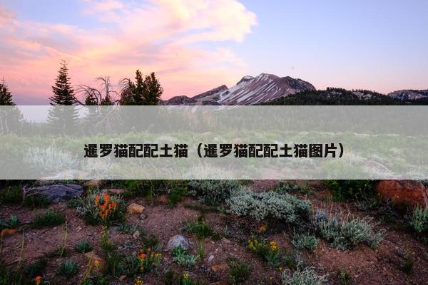 暹罗猫配配土猫（暹罗猫配配土猫图片）